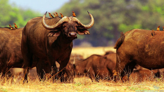 Cattle herd dry grass field free wallpaper for desktop - medium preview image