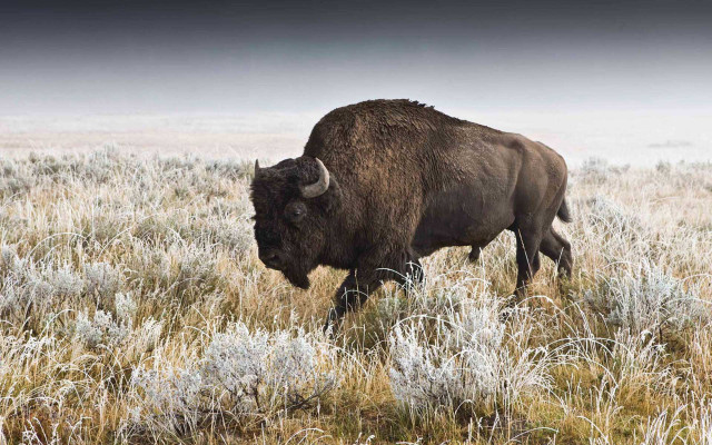 Bison walking field grass weeds free wallpaper for desktop - medium preview image