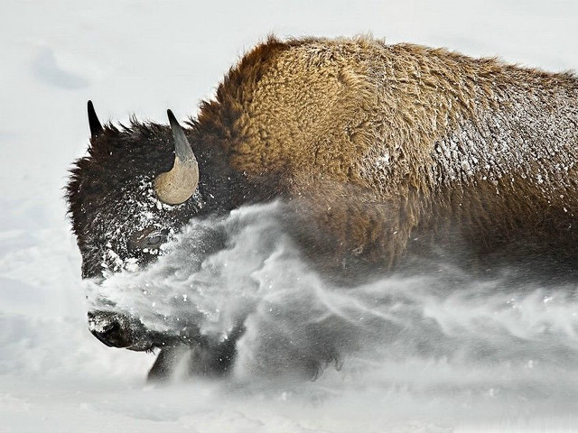 Bison running snow wild nature free wallpaper for desktop - medium preview image