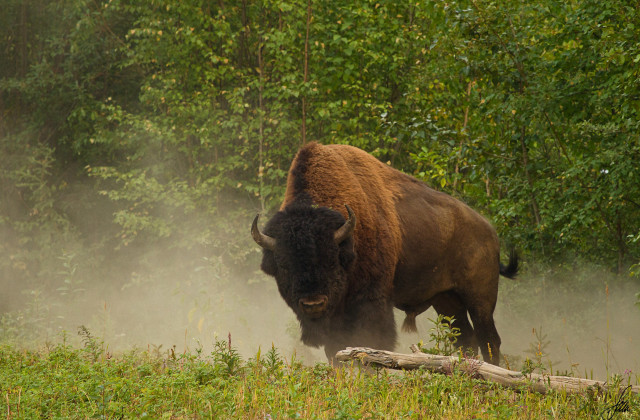 Bison running grass woods trees free wallpaper for desktop - medium preview image