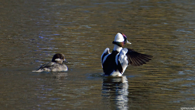 Ducks floating lake trees couple free wallpaper for desktop - medium preview image