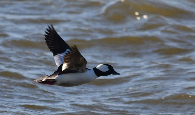 Bird flying water wings spread free wallpaper for desktop - medium preview image