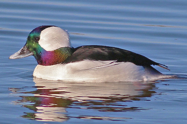 Duck multicolored head swimming lake free wallpaper for desktop - medium preview image