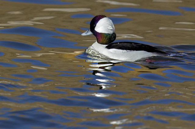 Duck floating forest sunny day free wallpaper for desktop - medium preview image