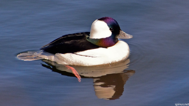 Duck floating water shoreline red free wallpaper for desktop - medium preview image
