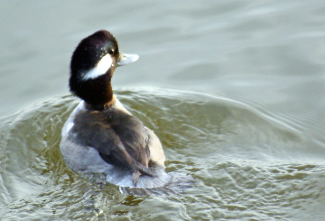 Duck swimming water lake shore free wallpaper for desktop - medium preview image