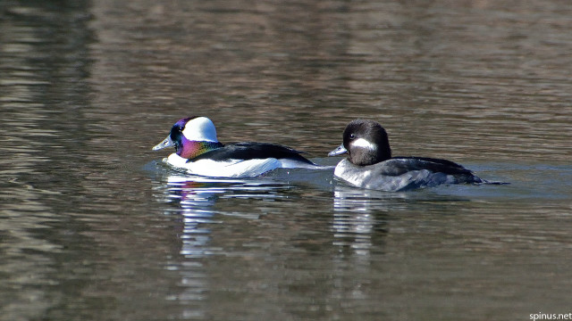 Two ducks swimming in lake free wallpaper for desktop - medium preview image