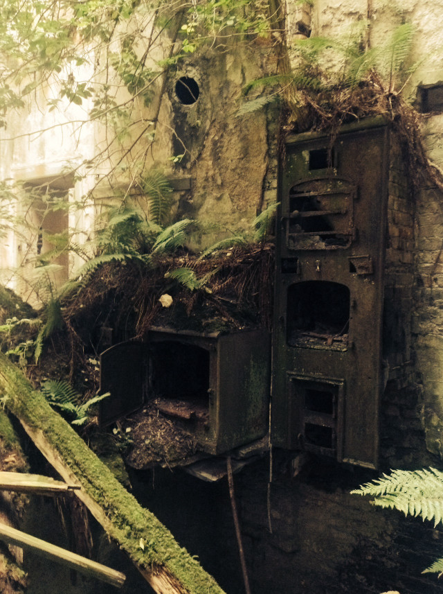 Dilapidated building plants growing broken free wallpaper for mobile - medium preview image