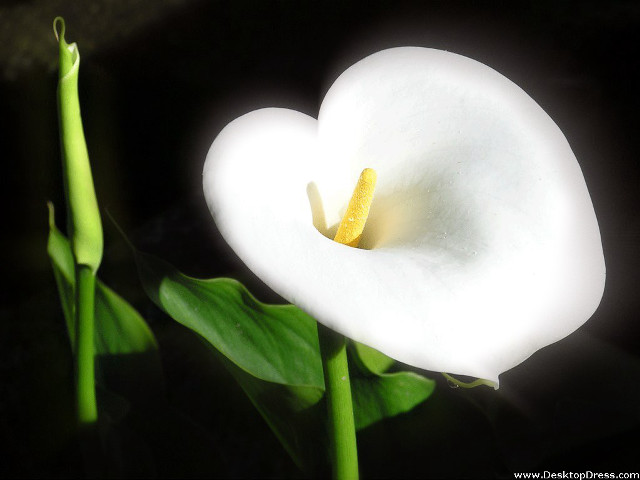 White flower yellow stamen green #2 free wallpaper for desktop - medium preview image