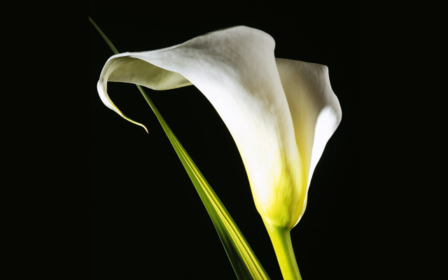 White flower black background dark free wallpaper for desktop - medium preview image