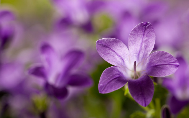 Purple flower closeup blurry background #5 free wallpaper for desktop - medium preview image