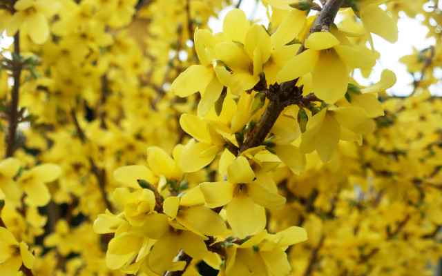 Tree yellow flowers closeup leaves free wallpaper for desktop - medium preview image