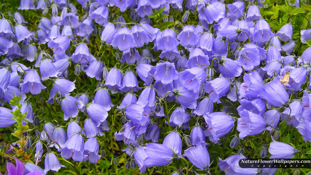 Purple flowers in the grass #3 free wallpaper for desktop - medium preview image