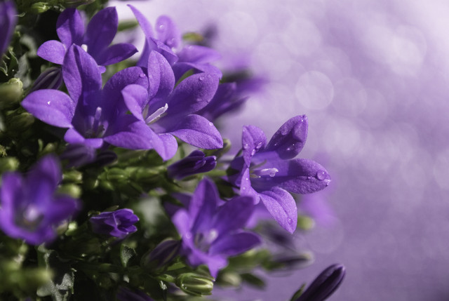 Purple flowers water droplets blurry free wallpaper for desktop - medium preview image