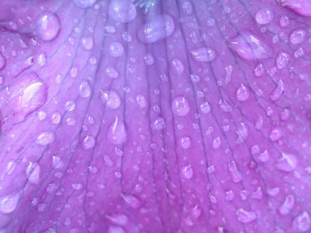 Purple flower water droplets blue #2 free wallpaper for desktop - medium preview image