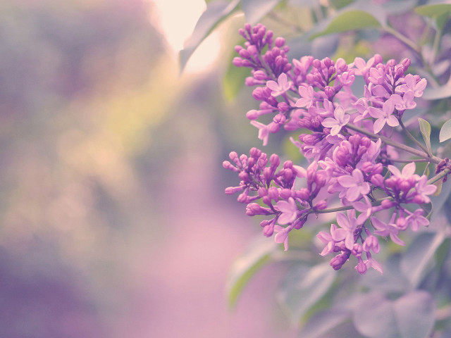 Purple flowers growing tree branch free wallpaper for desktop - medium preview image