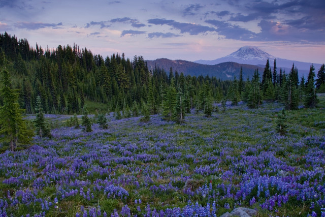 Blue flowers mountain sunset clouds free wallpaper for desktop - medium preview image