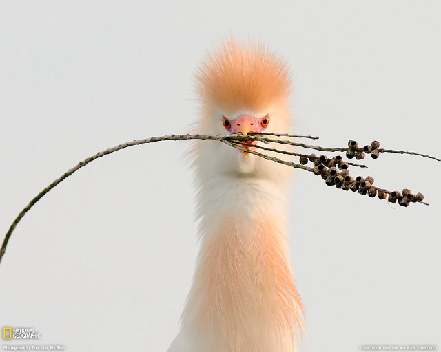 Bird long beak branch berries free wallpaper for desktop - medium preview image
