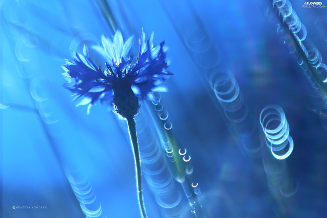 Blue flower water droplets petals free wallpaper for desktop - medium preview image