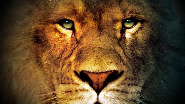 Lion face dark background blurry free wallpaper for desktop - medium preview image