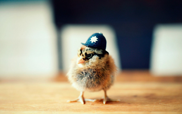 Small chicken blue hat table free wallpaper for desktop - medium preview image