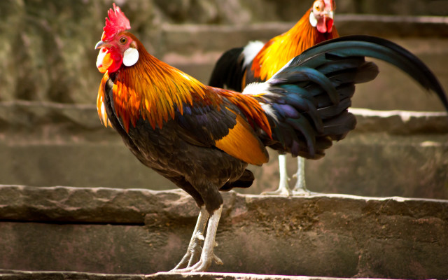 Rooster standing on ledge three free wallpaper for desktop - medium preview image