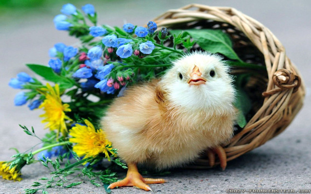 Small chicken basket flowers blue free wallpaper for desktop - medium preview image