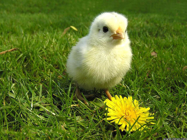 Small white chicken green field free wallpaper for desktop - medium preview image