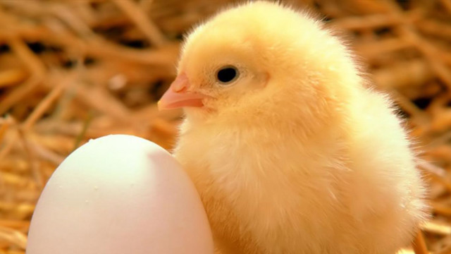 Small yellow chicken nest straws free wallpaper for desktop - medium preview image