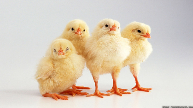 Small chickens white surface group free wallpaper for desktop - medium preview image
