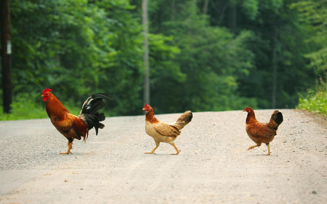 Chickens walking road forest trees free wallpaper for desktop - medium preview image
