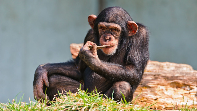 Chimp smoking log serious looking free wallpaper for desktop - medium preview image
