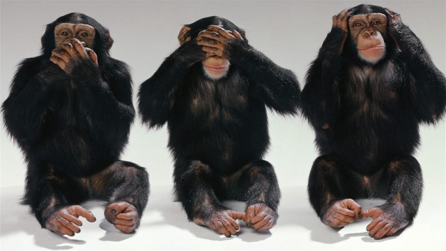 Three chimpanzees sitting ground hands free wallpaper for desktop - medium preview image