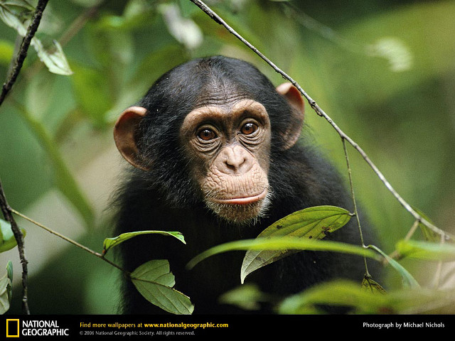 Smiling monkey in tree green free wallpaper for desktop - medium preview image