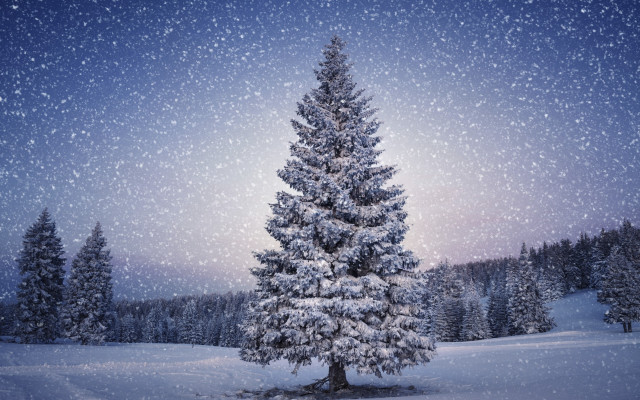 Snow covered pine night stars free wallpaper for desktop - medium preview image