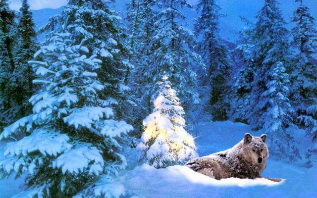 Bear snow christmas tree lights free wallpaper for desktop - medium preview image