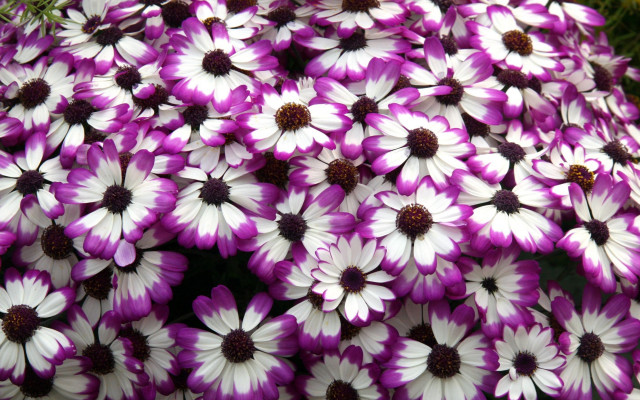 Purple white flowers field grass free wallpaper for desktop - medium preview image