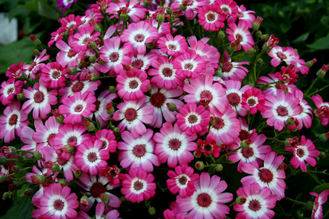 Pink white flowers garden green #3 free wallpaper for desktop - medium preview image