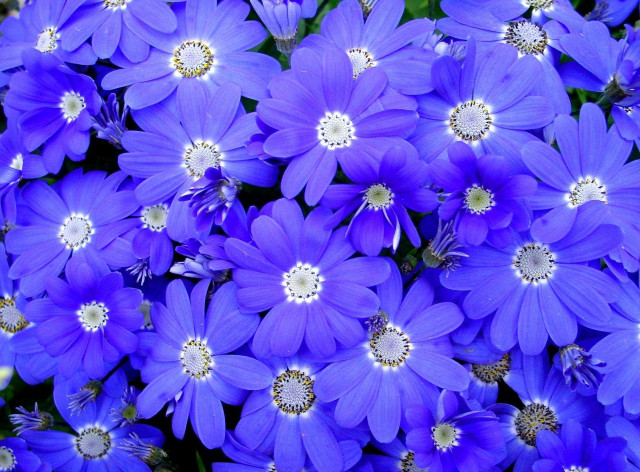 Purple flower bouquet garden macro free wallpaper for desktop - medium preview image