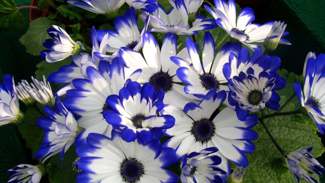 Blue white flowers vase tabletop free wallpaper for desktop - medium preview image