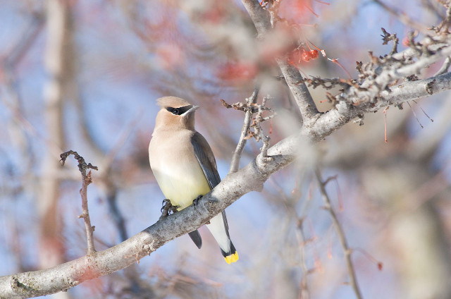 Bird branch red berries blue free wallpaper for desktop - medium preview image