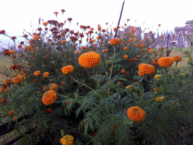 Orange flowers building fence field free wallpaper for desktop - medium preview image
