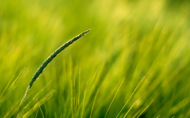 Close up green grass blurry free wallpaper for desktop - medium preview image