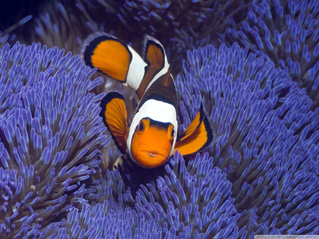 Orange white clownfish purple sea #2 free wallpaper for desktop - medium preview image