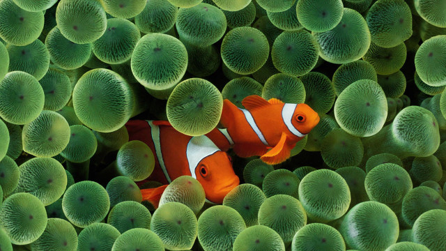 Clown fish hiding sea green #2 free wallpaper for desktop - medium preview image