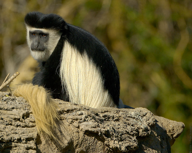 Black white monkey rock tail free wallpaper for desktop - medium preview image