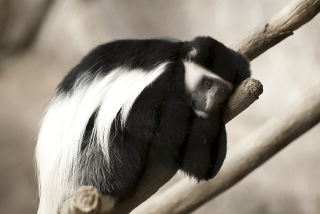 Black white monkey tree branch free wallpaper for desktop - medium preview image