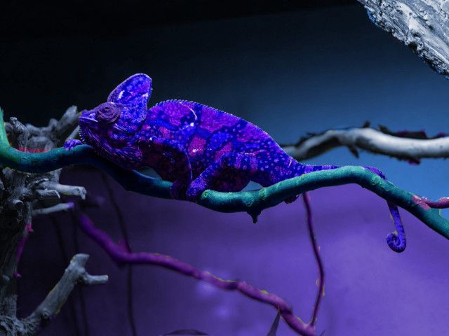 Purple blue chameleon branch tree free wallpaper for desktop - medium preview image