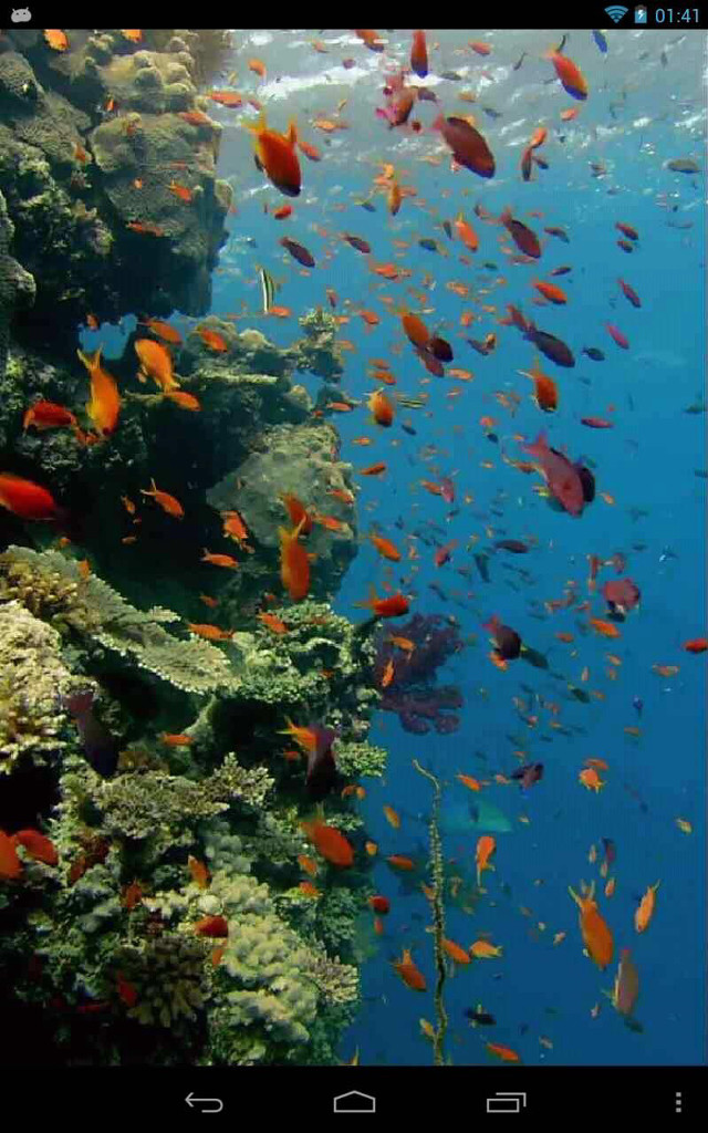 Fish coral reef ocean blue #10 free wallpaper for mobile - medium preview image