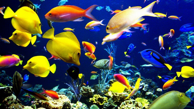 Large group fish aquarium blue free wallpaper for desktop - medium preview image